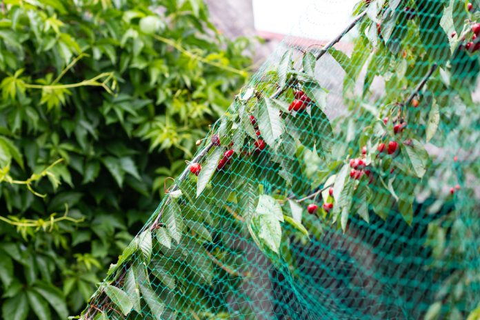 Wiśnie w sadzie zabezpieczone za pomocą zielonej siatki sznurkowej
